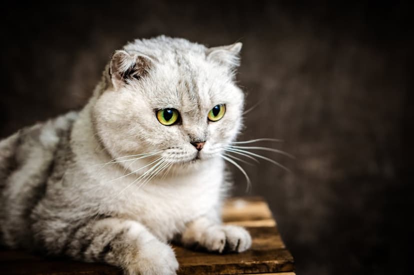 Scottish Fold cat with silver tabby fur and green eyes rests on wood against a dark, textured background.