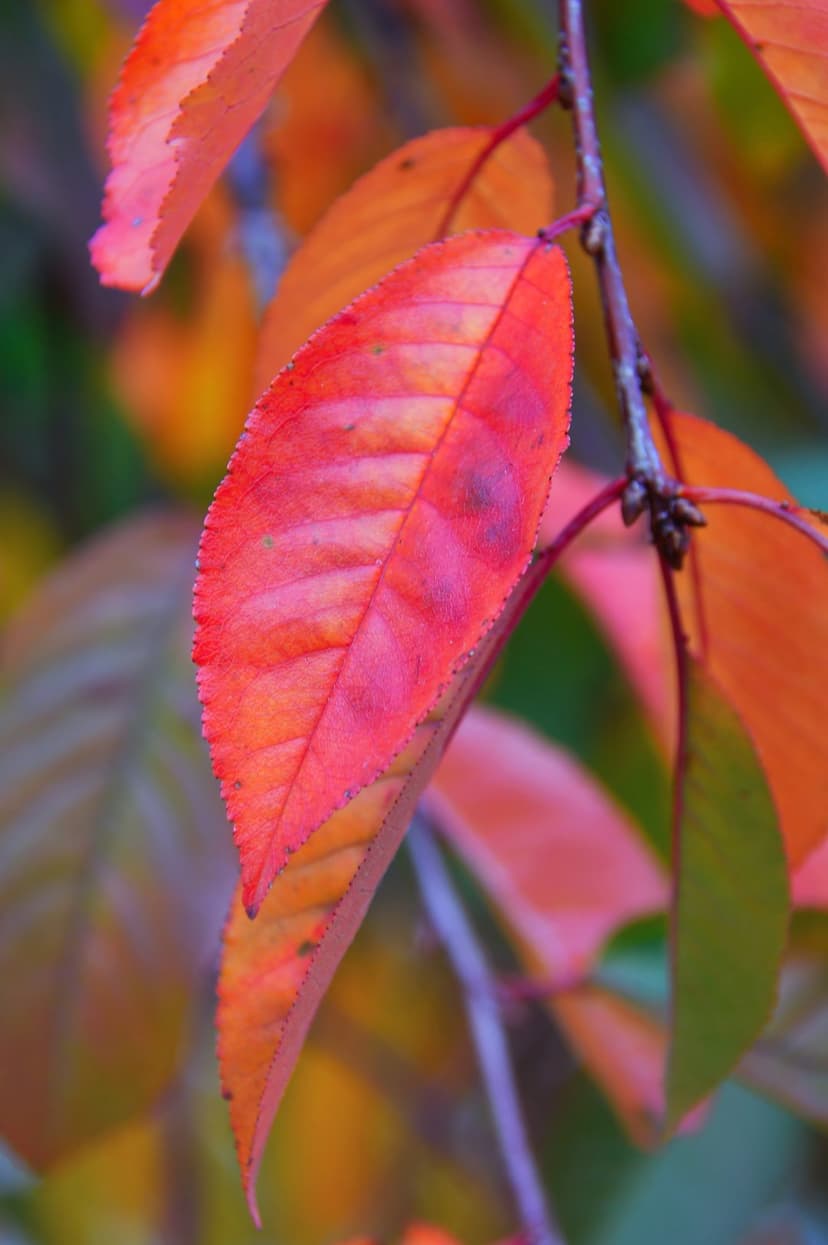 Red cherry leaf with serrated edges and visible veins against a blurred autumn background of orange foliage.