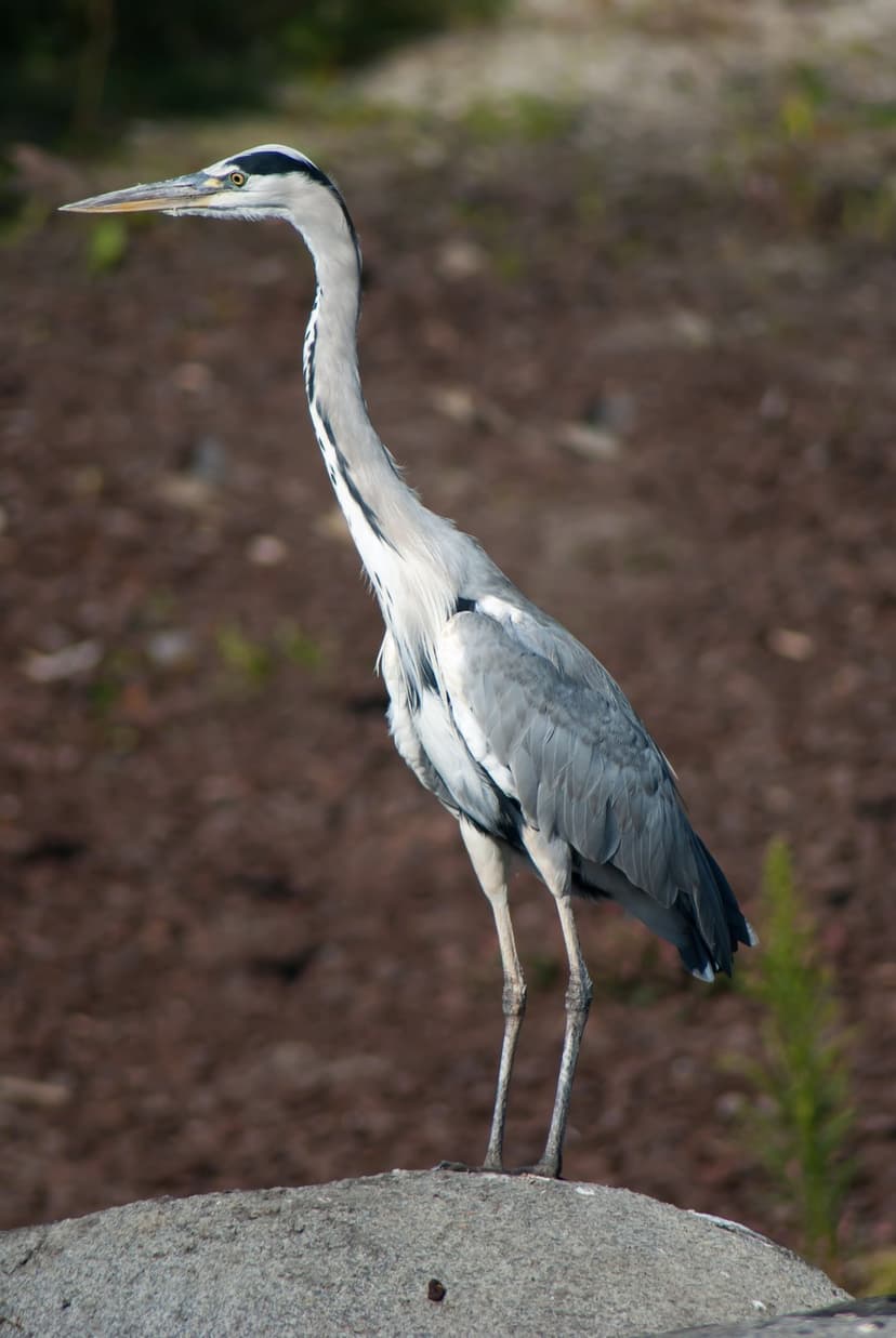 Gray heron with slate plumage and a sharp yellow beak standing on a textured gray rock near green shrubs.