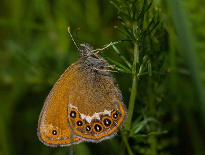 Brown butterfly with orange eye spots on a green plant stem, shown in a sharp macro view with a soft background.