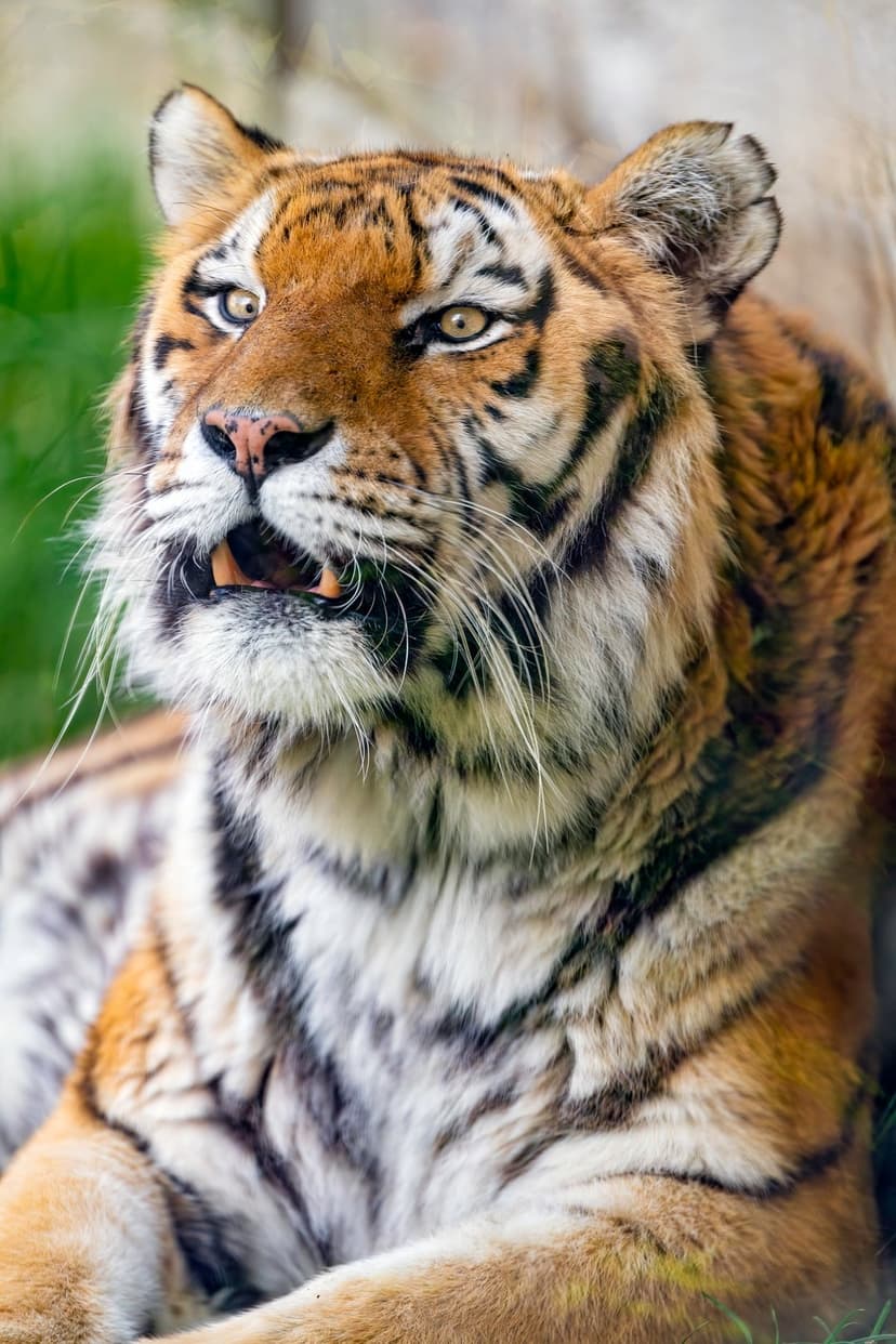 Bengal tiger snarling with mouth open showing teeth and orange fur stripes against a blurred green grass background.