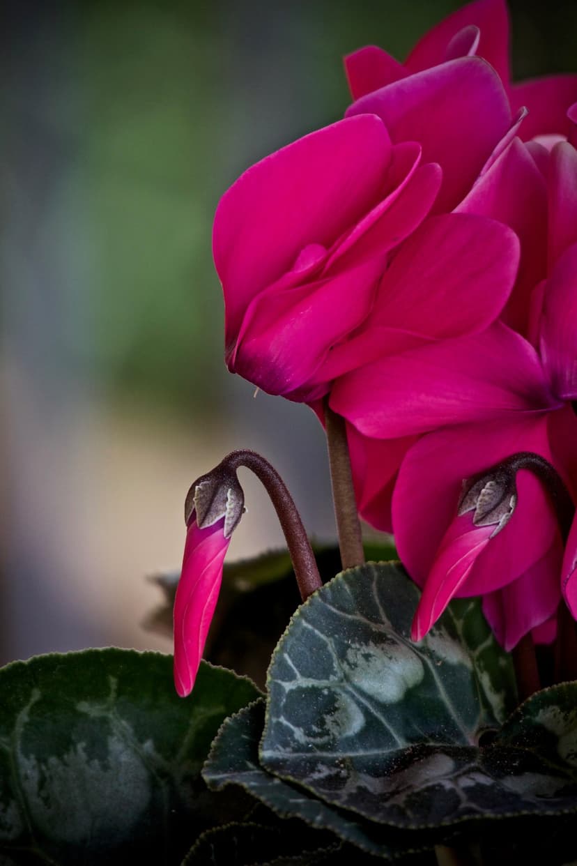 Pink cyclamen flowers with heart-shaped petals and patterned green leaves shown in a sharp macro close-up.