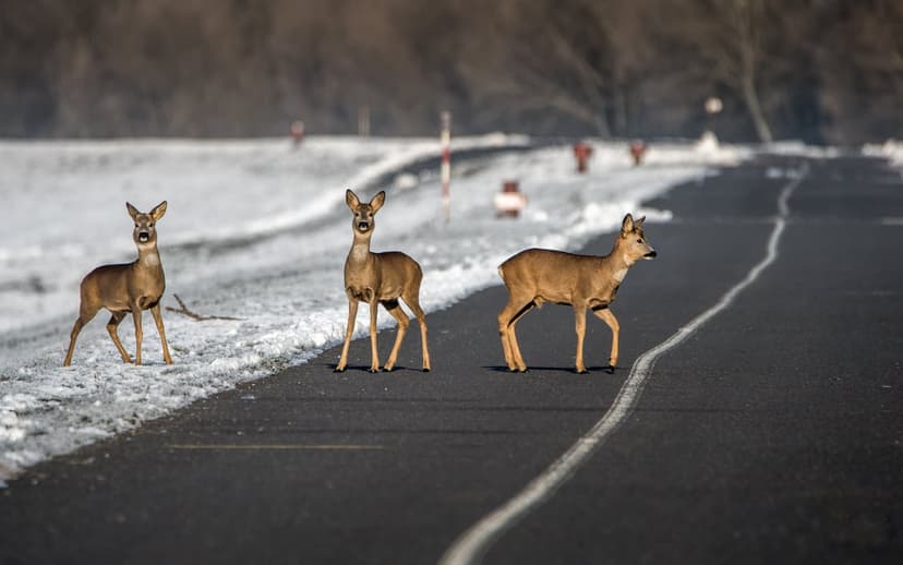 Three deer standing on a snow-covered paved road facing the camera against a blurry winter forest background.