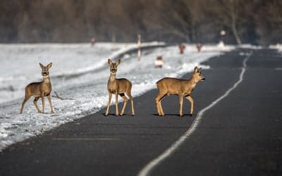 the road,nature wallpaper,doe,wallpaper 4k,laptop wallpaper,4k wallpaper,beautiful wallpaper,the animal,4k wallpaper,bob cat,cool backgrounds,nature,the snow,wallpaper hd,free background,windows wallpaper,straight way,free wallpaper,slovakia,country 