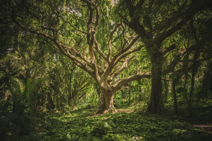 Gnarled ancient tree with sprawling mossy branches illuminated by beams of sunlight in a dense green forest.