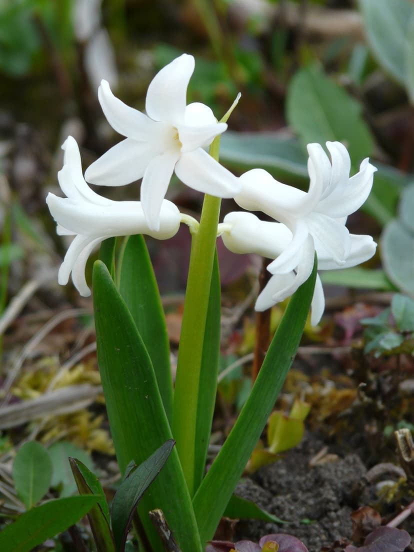 White hyacinth blossoms with star-shaped petals cluster on a green stem against a blurred garden background.
