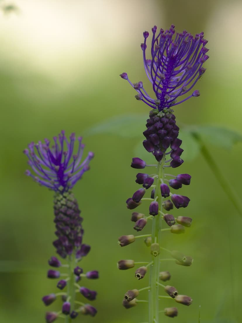 Purple grape hyacinth flowers stand against a blurred green background in a detailed macro photography shot.