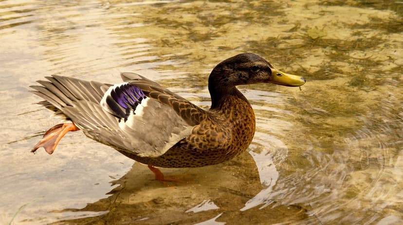 Mallard duck with speckled brown feathers and orange feet lifts a leg while wading in shallow, rippling pond water.