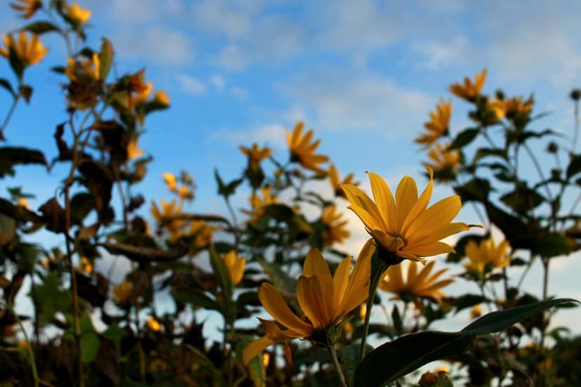Vibrant yellow wildflowers reach toward a clear blue sky with fluffy clouds in a sunny meadow environment.