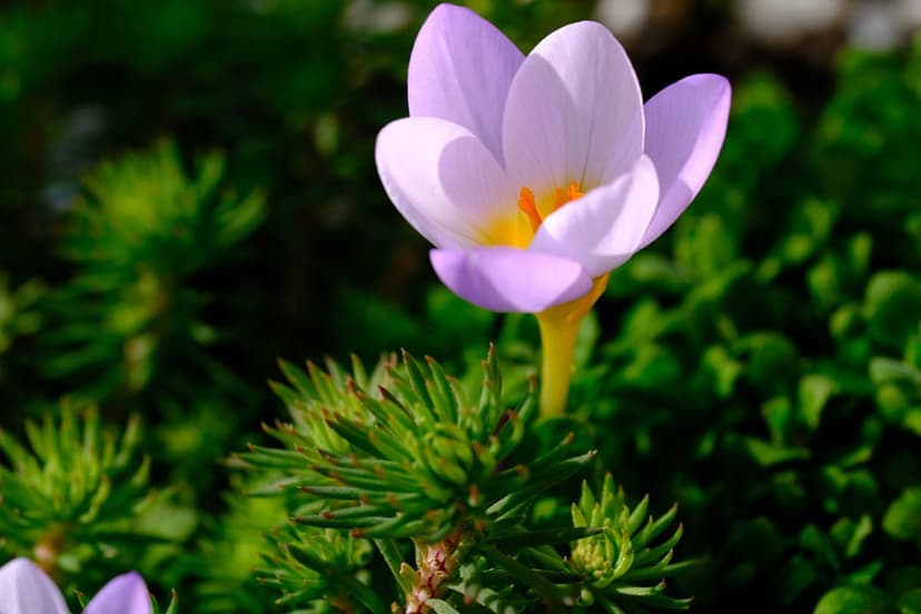 Purple crocus flower with yellow stamens blooming among green grass blades in soft natural sunlight.