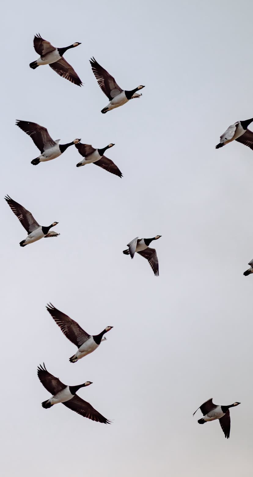 Canada geese fly in a V-formation against a cloudy sky with wings spread wide in this vertical nature scene.