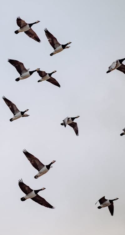 Flock of Geese Flying in Formation Against a Cloudy Sky
