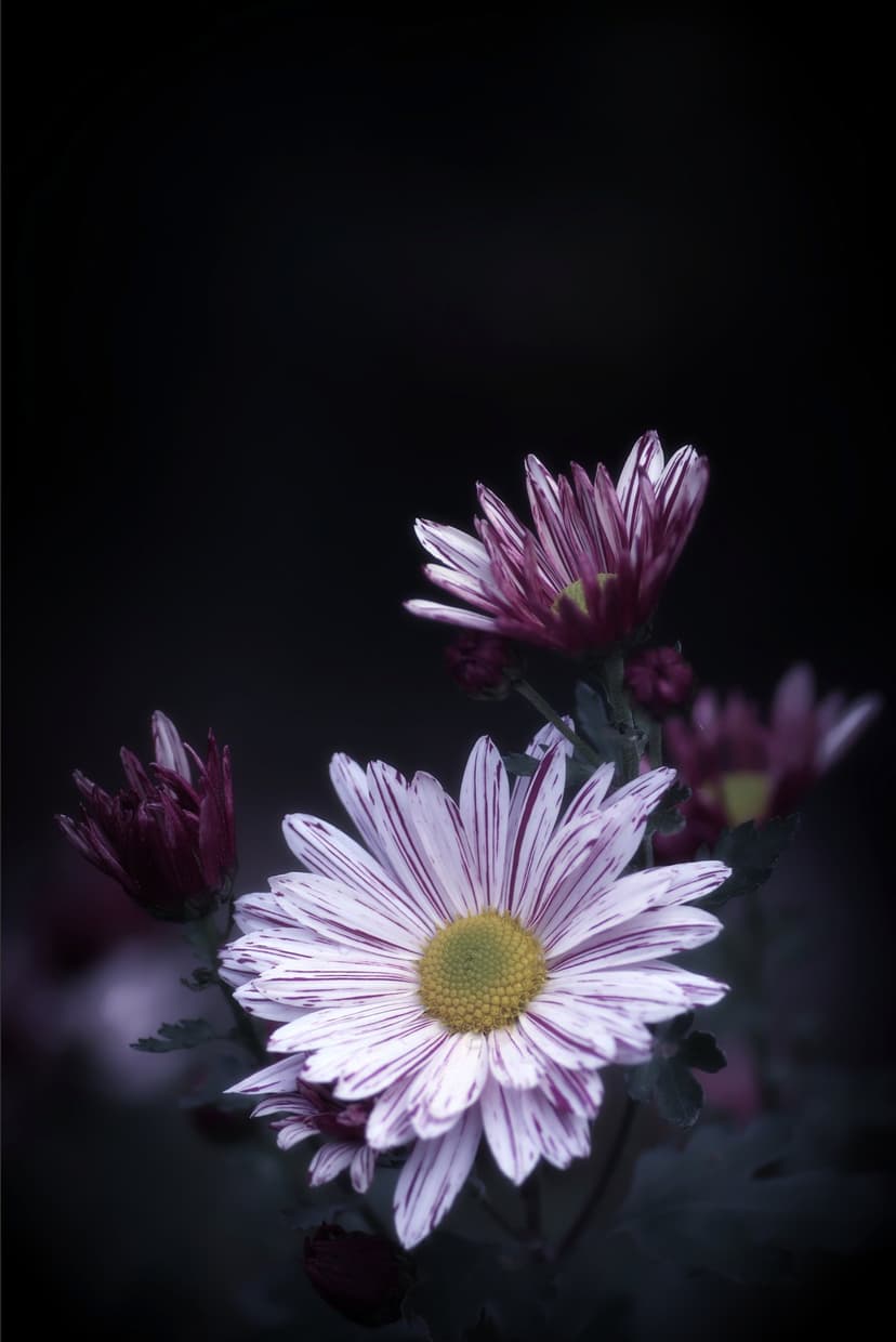 Striped purple and white chrysanthemum petals surround a bright yellow center against a dark, moody background.