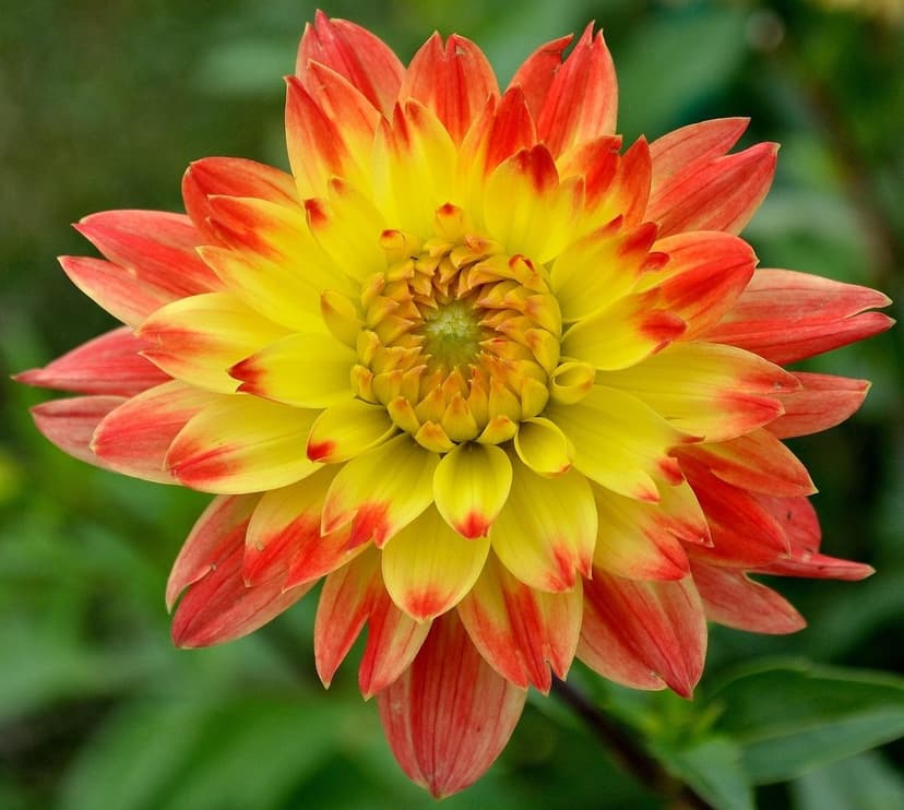 Yellow and red dahlia flower showcasing layered petals and a soft-focus green garden backdrop in a vertical view.