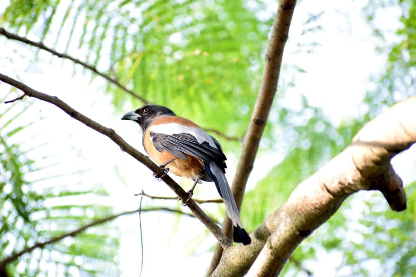 Rufous Treepie bird with a black head and orange body perches on a branch against a blurred green background.