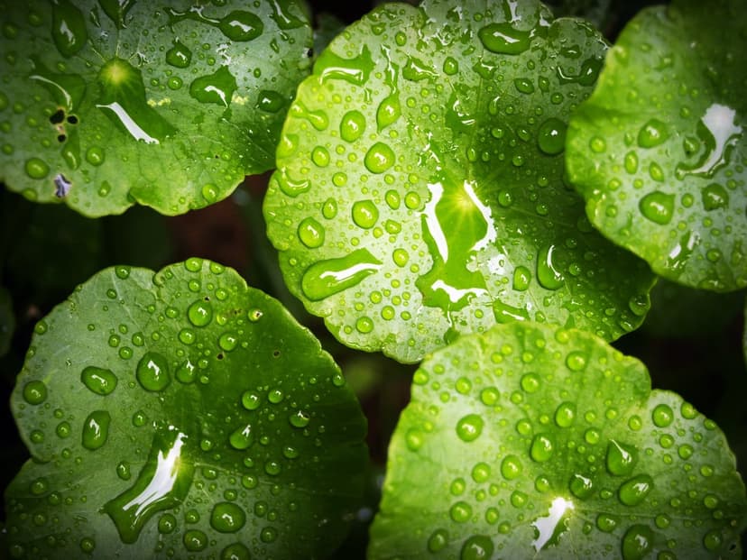Green leaves covered in spherical water droplets showcase intricate vein textures under soft morning sunlight.