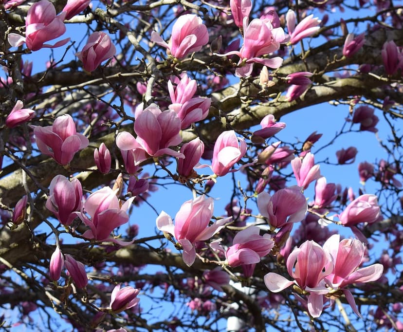 Pink magnolia blossoms on wooden branches against a clear blue sky during a sunny spring day in a garden.
