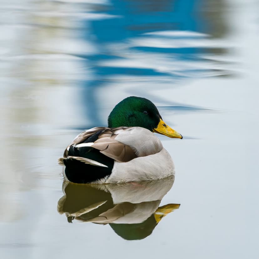 Mallard duck with a green head and yellow beak swimming in calm blue water with soft white reflections.