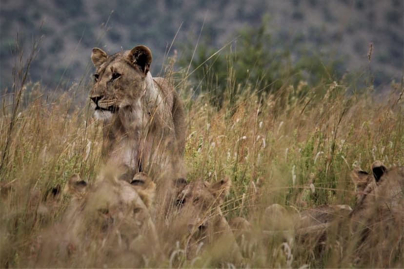 Lioness standing alert near her cubs hidden in tall golden savanna grass with a soft-focus hilly background.