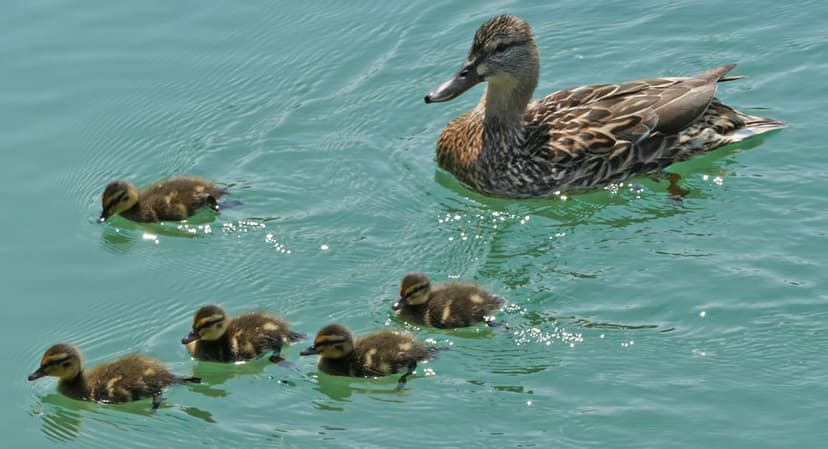 Mother duck swims ahead of a line of fluffy ducklings on turquoise water with sunlit ripples and soft reflections.