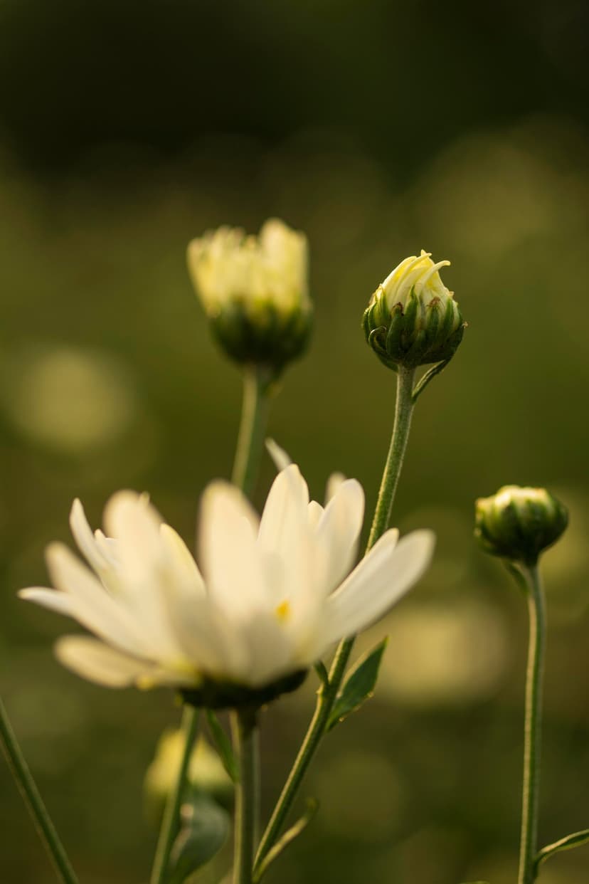White chrysanthemum flowers and green buds glow in soft sunlight against a blurred forest green background.