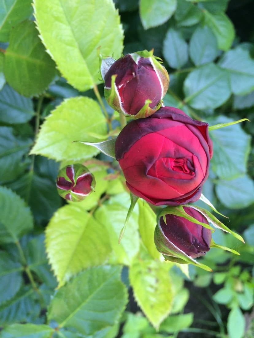 Crimson rose buds and a single textured bloom nestle among lush green leaves in a macro nature photograph.