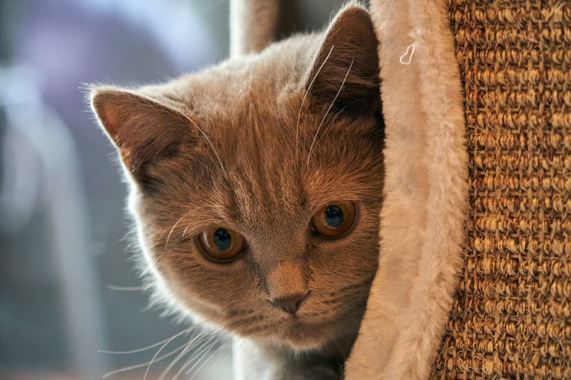 Grey kitten with amber eyes peeking from behind a plush fabric scratching post, showing soft fur and whiskers.