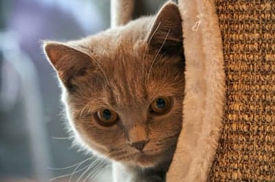 Cute grey cat peeking out from a scratching post
