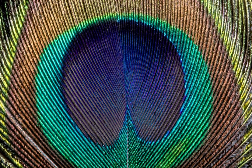 Peacock feather eye reveals iridescent blue and emerald filaments surrounding a deep, dark metallic ocellus.