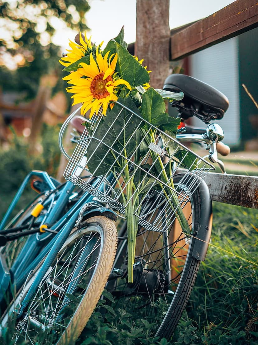 Vintage blue bicycle with a basket full of yellow sunflowers stands against a rustic fence in the golden sunlight.