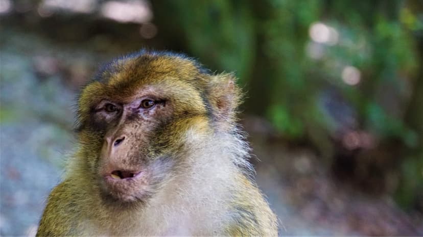 Barbary macaque monkey shows detailed fur textures and a slightly open mouth against blurred green foliage.