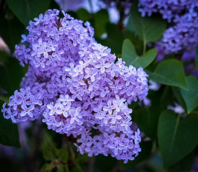 Purple lilac blossoms in a tight cluster with soft-focus green leaves and delicate petals in a macro view.