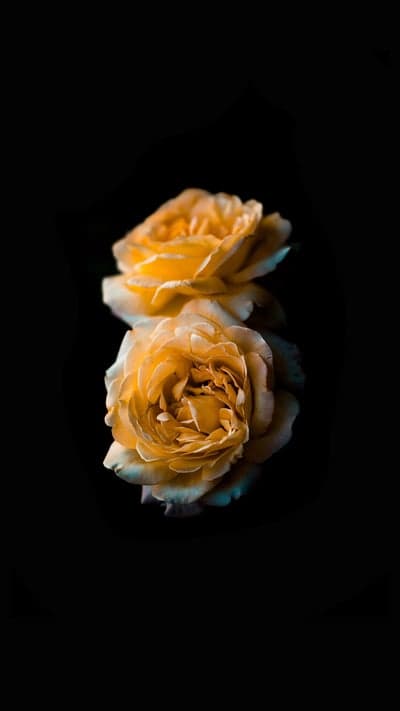 Golden Petal Duet - Roses on Black