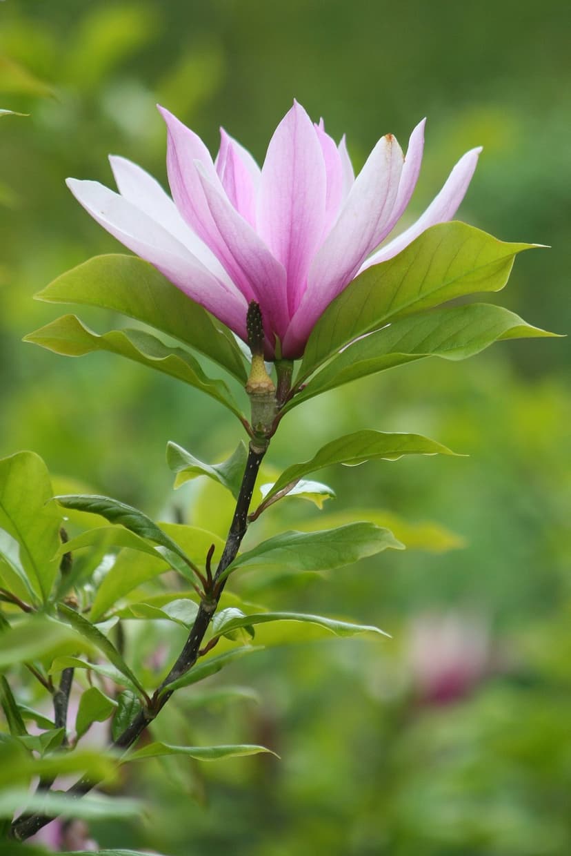 Pink and white magnolia blossom opens against a soft green leafy background in a vertical composition.