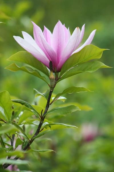 Pink Magnolia Bloom with Green Leaves