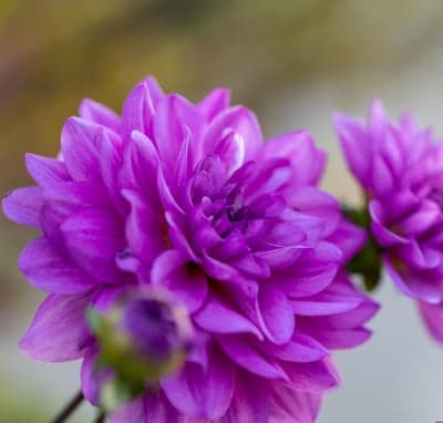 Deep Violet Dahlia Bloom Vertical Tablet Background