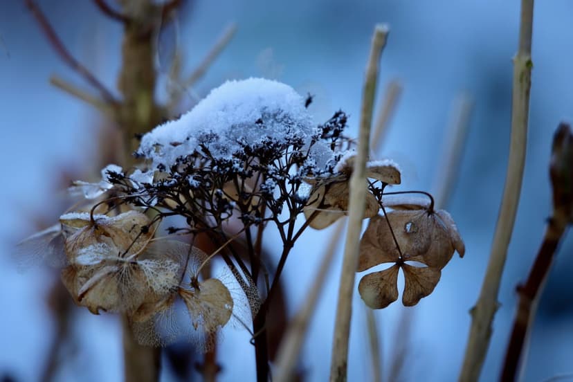 Brown hydrangea petals holding fresh white snow crystals against a soft blue bokeh winter garden background.