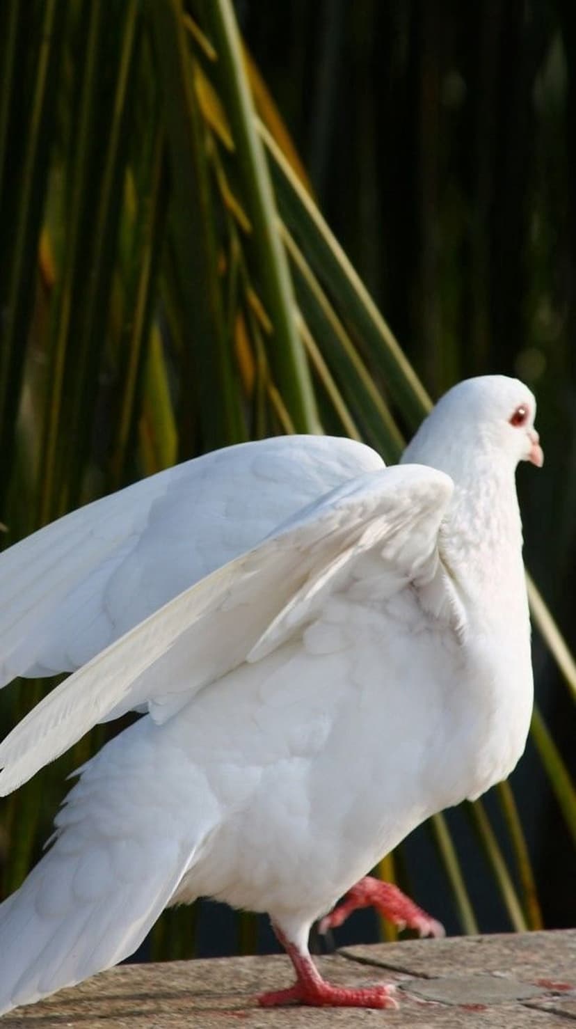 White dove with outstretched wings, ruby red eyes, and soft feathers against a blurred green leafy background.