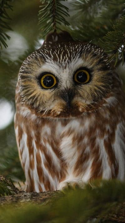 Close-up of a Northern Saw-whet Owl perched on a branch