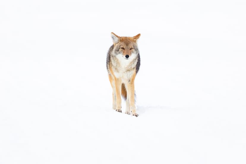 Solitary coyote with reddish-brown fur walks across a vast expanse of powdery white snow in a winter landscape.