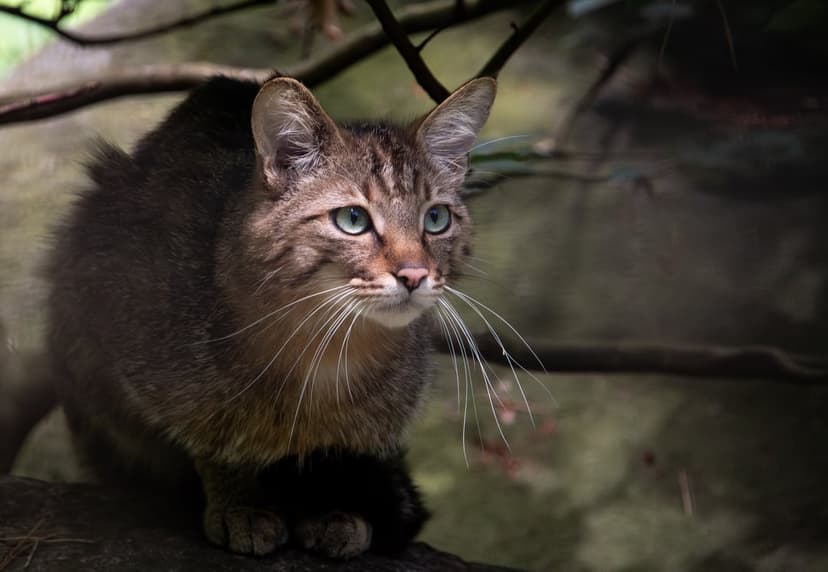 Tabby wildcat with blue-green eyes perches on a mossy branch against a blurred forest background in a close-up.