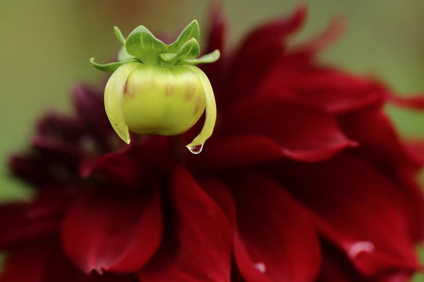 Green dahlia bud with a clear dewdrop centered over blurred dark red petals in a vertical macro photograph.