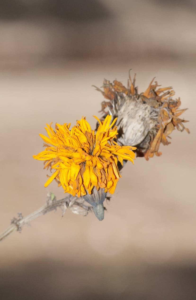 Vibrant yellow flower with drooping petals next to a dried brown seed pod against a soft bokeh background.