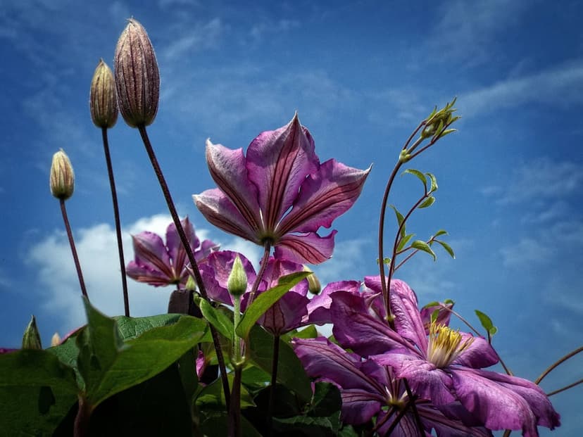 Purple Clematis flowers with striped petals bloom against a bright blue sky with wispy clouds and green leaves.