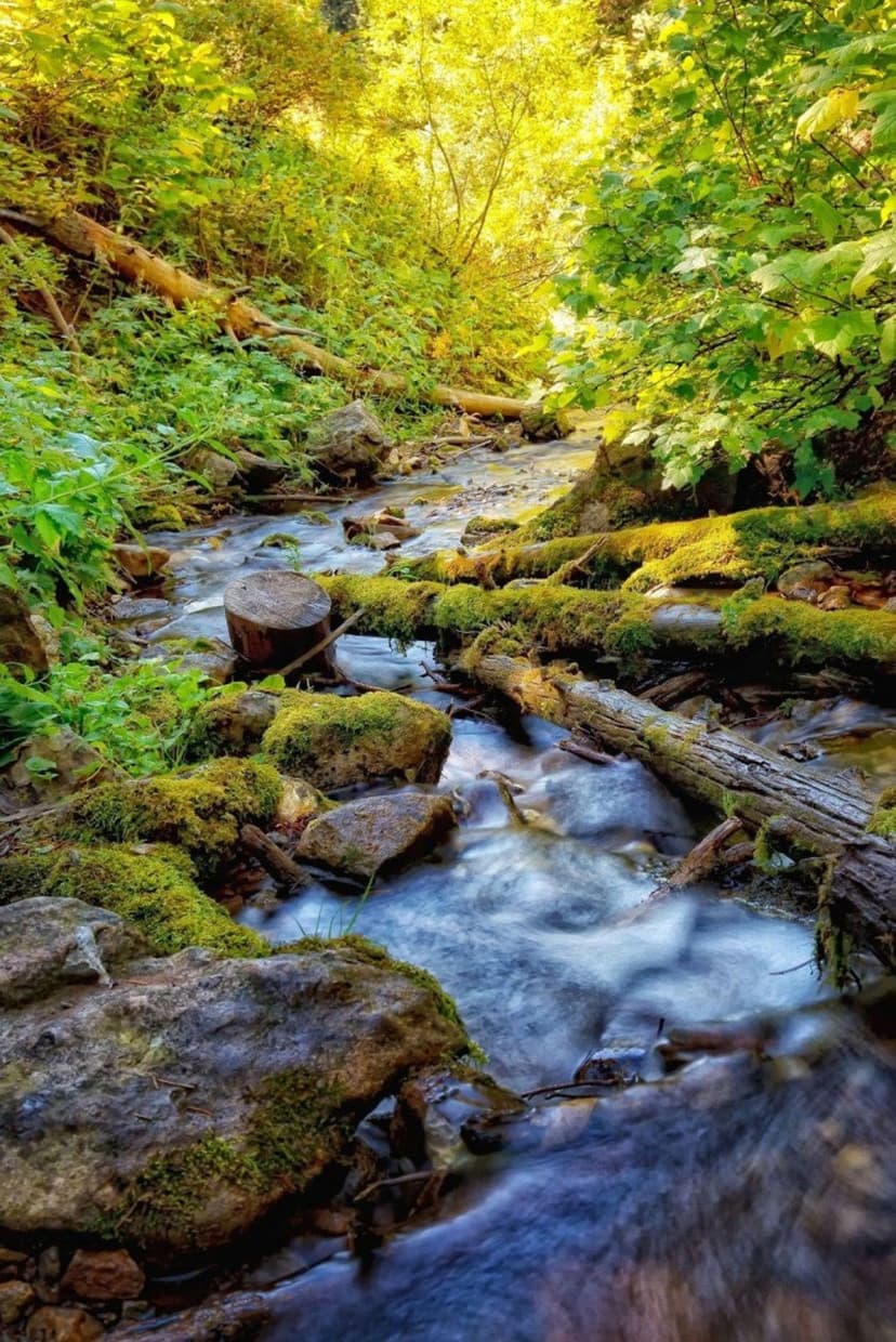 Mossy rocks and fallen logs sit within a crystal clear forest stream under bright, dappled sunlight.