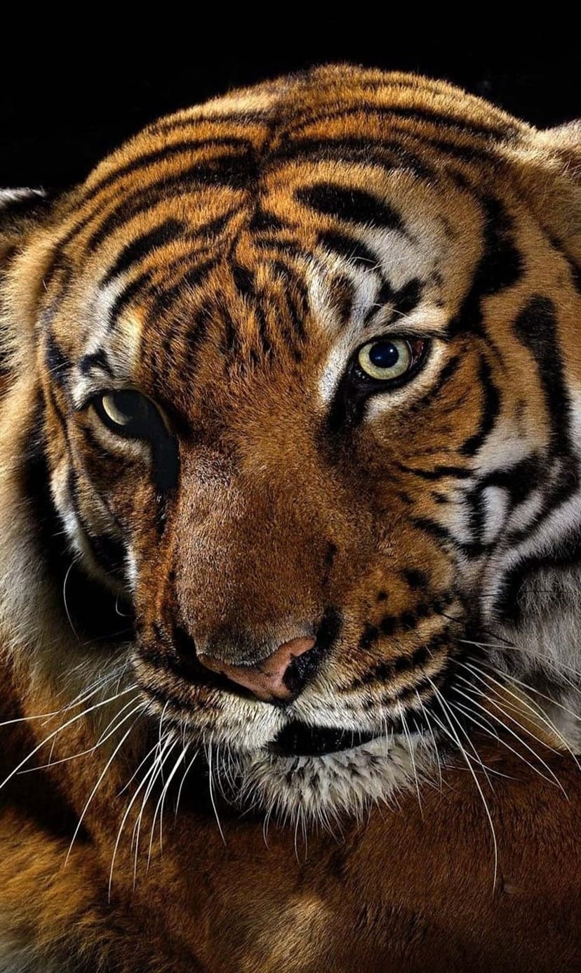 Bengal tiger with emerald eyes and orange fur stares forward against a black background in a close-up portrait.