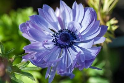 Vibrant Blue Anemone Flower with Dark Center