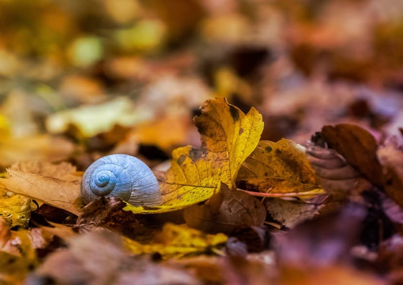 Pale blue snail shell on a bed of orange maple leaves with a soft blurred background and macro focus.