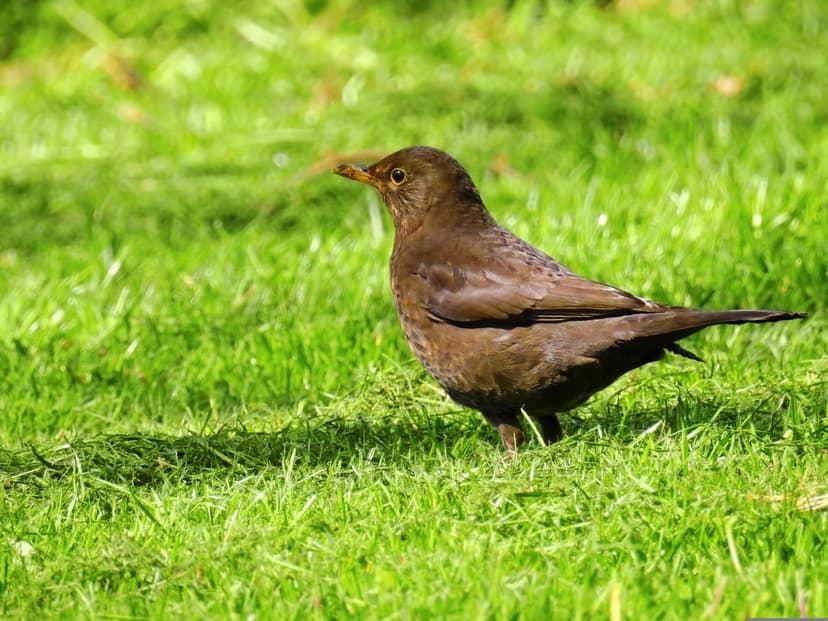 Brown bird with its beak open stands in profile on a patch of bright green grass under warm afternoon sunlight.