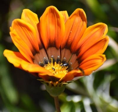 Sun-Drenched Orange Gazania Petals Mobile Wallpaper